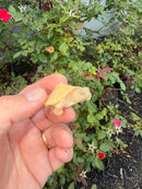 Albino Mississippi Map Turtle Baby
