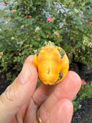 Golden Flame Florida Red Bellied Turtle 2026