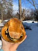 Florida Chicken Turtle CB  Adult Female