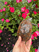Reeves Turtles Adult Female