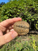Golden Coin Box Turtle 2025
