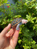 Ornate Diamondback Terrapin Female