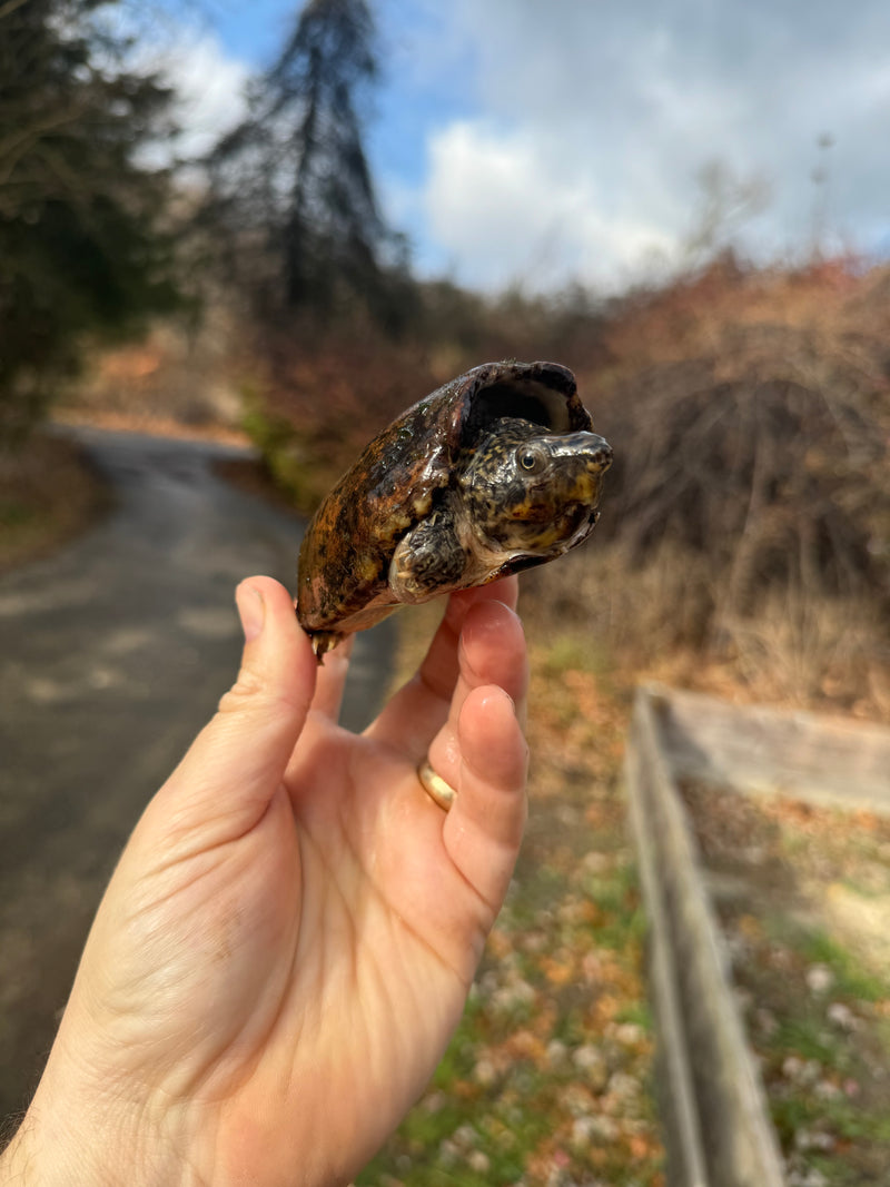 Stripe-necked Musk Turtle Adult Pair