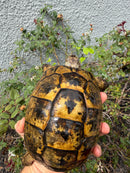 Mesopotamian Greek Tortoise Adult Female