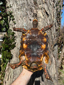 Barbados Red Foot Tortoise Adult Pair