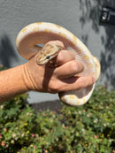 Banana Ball Python Mixed Morph Female