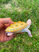 Albino Ornate Diamondback Terrapin Female