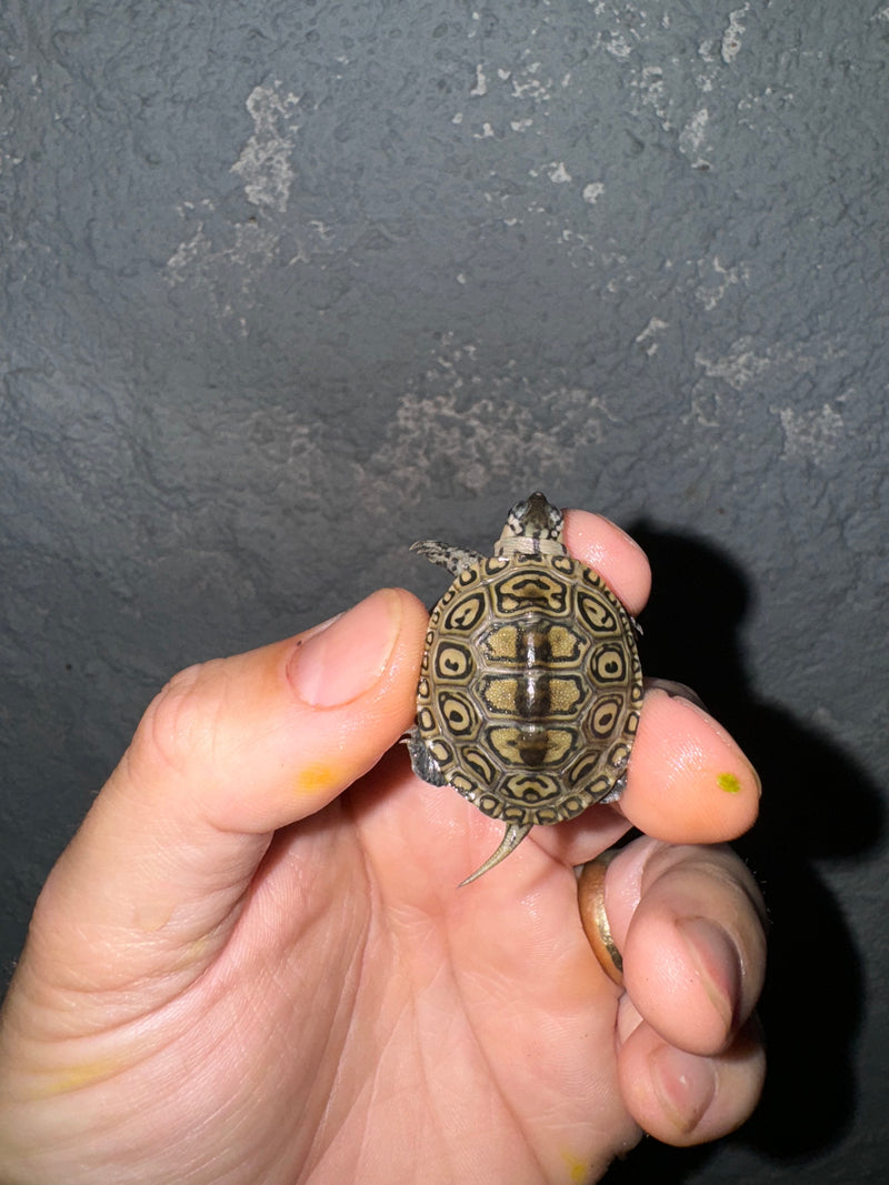 Hi White Concentric Diamondback Terrapin 2024