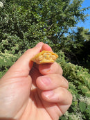 Albino Yellow Bellied Slider Turtle Female