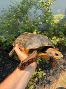 Red Foot Tortoise Adult Male