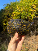 Florida Box Turtle Adult Male