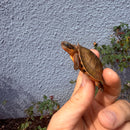 Vietnamese Three-striped Box Turtle
