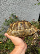 Mesopotamian Greek Tortoise Adult Female