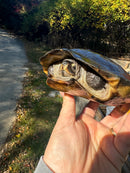 Black Marsh Turtle Adult Female