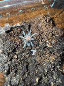 Brazilian Black Tarantula (.5-.75 inch)  (Grammostola pulchra)