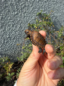 Southern Keeled Box Turtle Baby