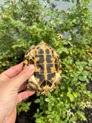 Flat Shell Turtle Juvenile Female 2025