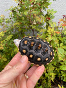 Ornate Diamondback Terrapin Female
