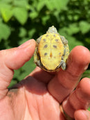 Pastel Clown Red Eared Slider Turtle 2024