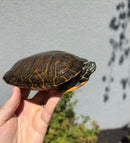 Northern Red Bellied Turtle FANCY Juvenile