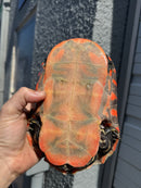 Super Red Northern Red Bellied Turtle Adult Male