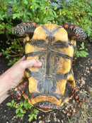 Red Foot Tortoise Adult Male
