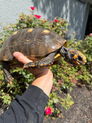 Red Foot Tortoise Adult Female