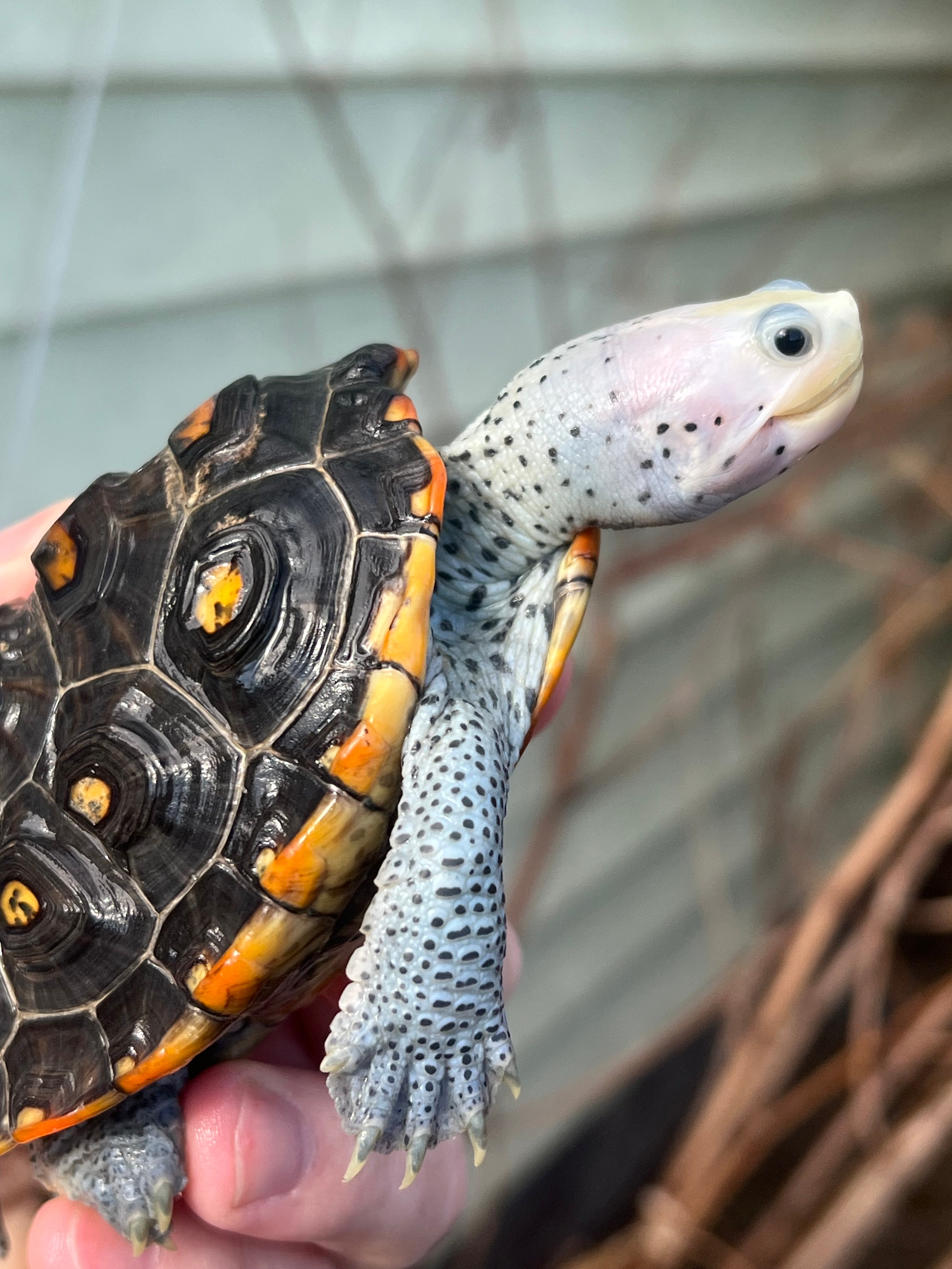 Ornate Diamondback Terrapin (Malaclemys terrapin) For Sale | American ...