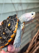 Ornate Diamondback Terrapin Female