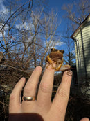 Golden Gliding Tree Frog (Polypedates leucomystax)