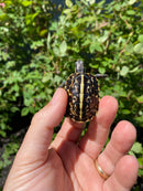 HI YELLOW Florida Box Turtle