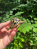 Sri Lankan Star Tortoise 2024