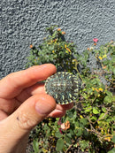 Pastel Clown Yellow Bellied Turtle 2026