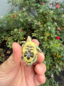 HI YELLOW Florida Box Turtle