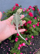Aquaflame Blue Eastern Collared Lizard Adults (Crotaphytus collaris)
