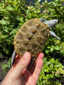 Adult Northern Diamondback Terrapin Male