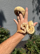 Banana Ball Python Mixed Morph Female