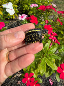 HI YELLOW Florida Box Turtle