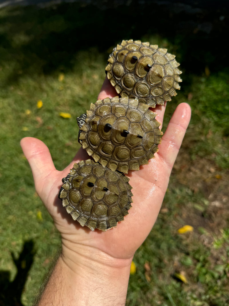 Southern Black-knobbed Sawback Map Turtles (1.2 subadults)  (Graptemys nigrinoda delticola)