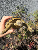 Eastern Hermann's Tortoise Adult Female