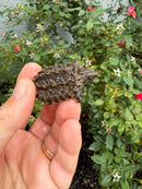 Alligator Snapping Turtle X Common Snapping Turtle