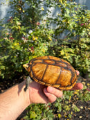 Hypo Yellow Scorpion Mud Turtle Adult Pair