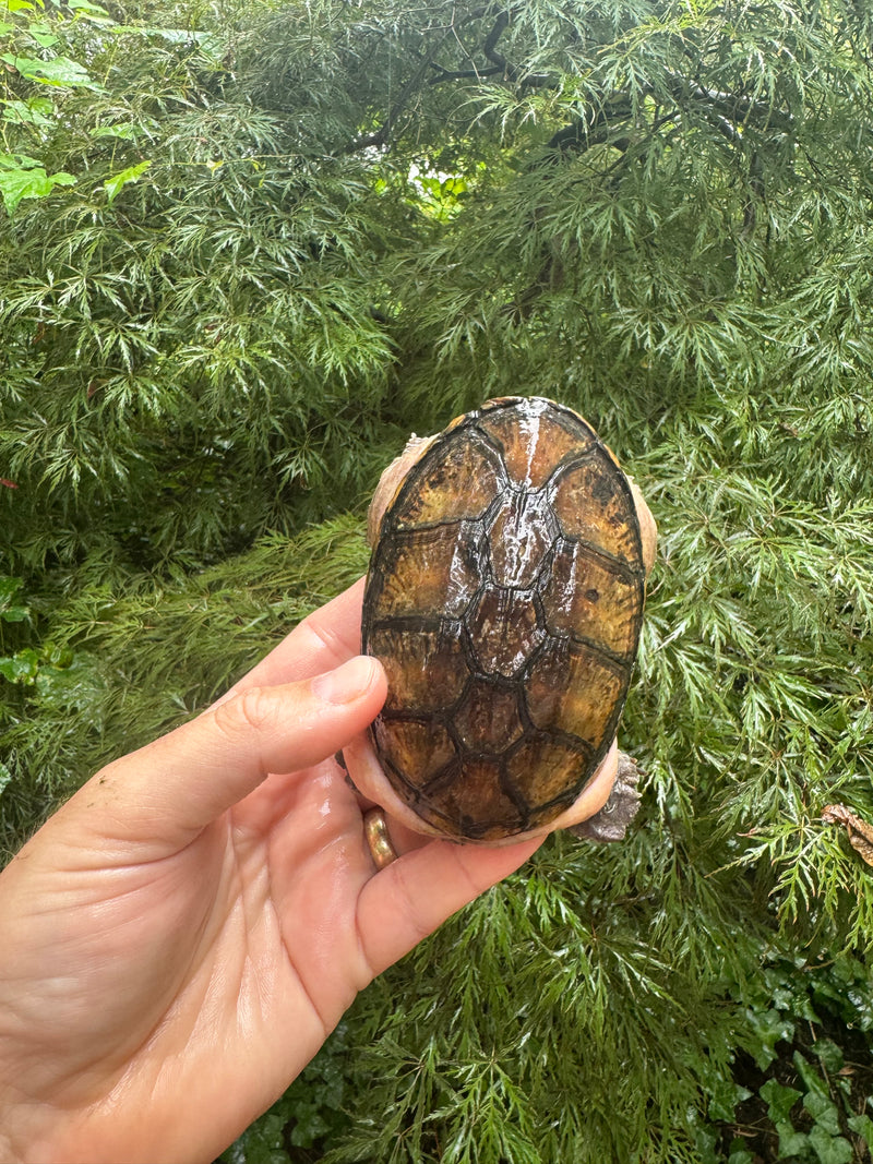 Vampire Musk Turtle Adult Female