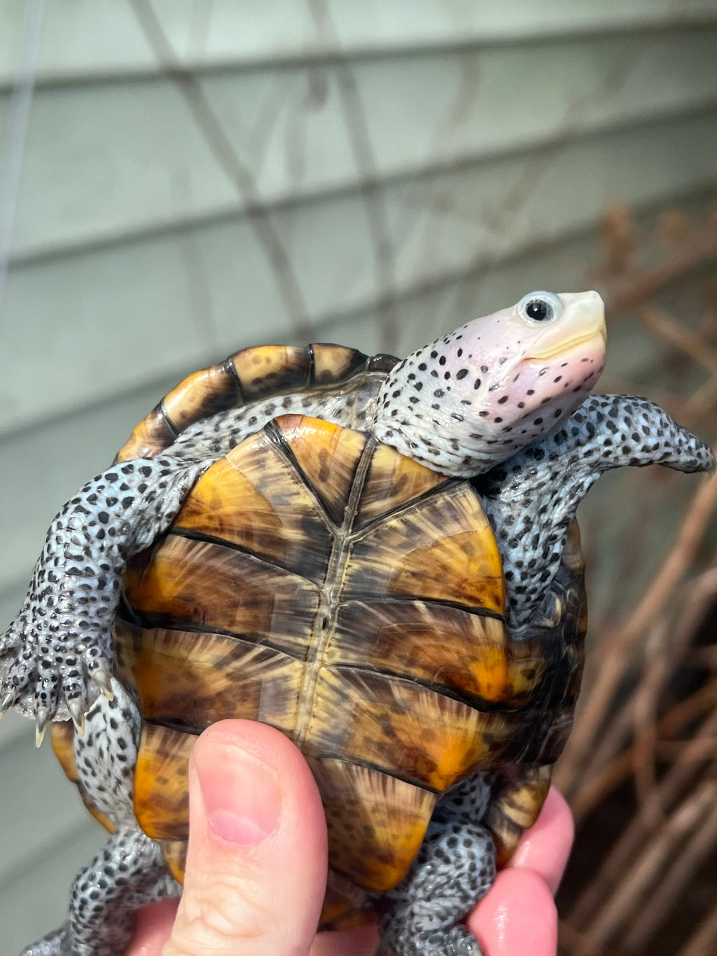 Ornate Diamondback Terrapin (Malaclemys terrapin) For Sale | American ...