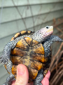 Flowerback Ornate Diamondback Terrapin Male