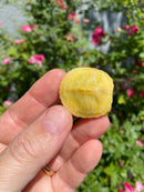 Albino Yellow Bellied Slider Turtle Female