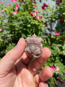 Albino Florida Snapping Turtle 2026