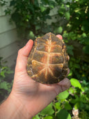 Gulf Coast Box Turtle 2021 Female