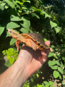 Golden Coin Box Turtle Adult Female (Cuora trifasciata )