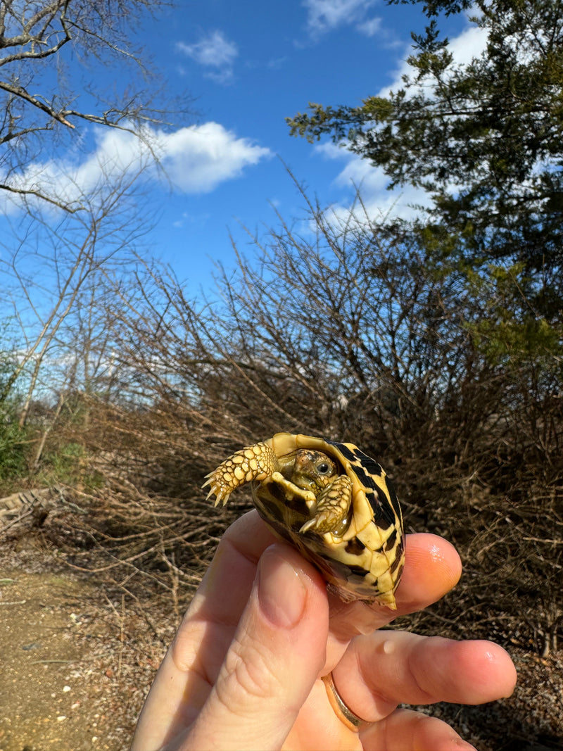 Sri Lankan Star Tortoise 2024